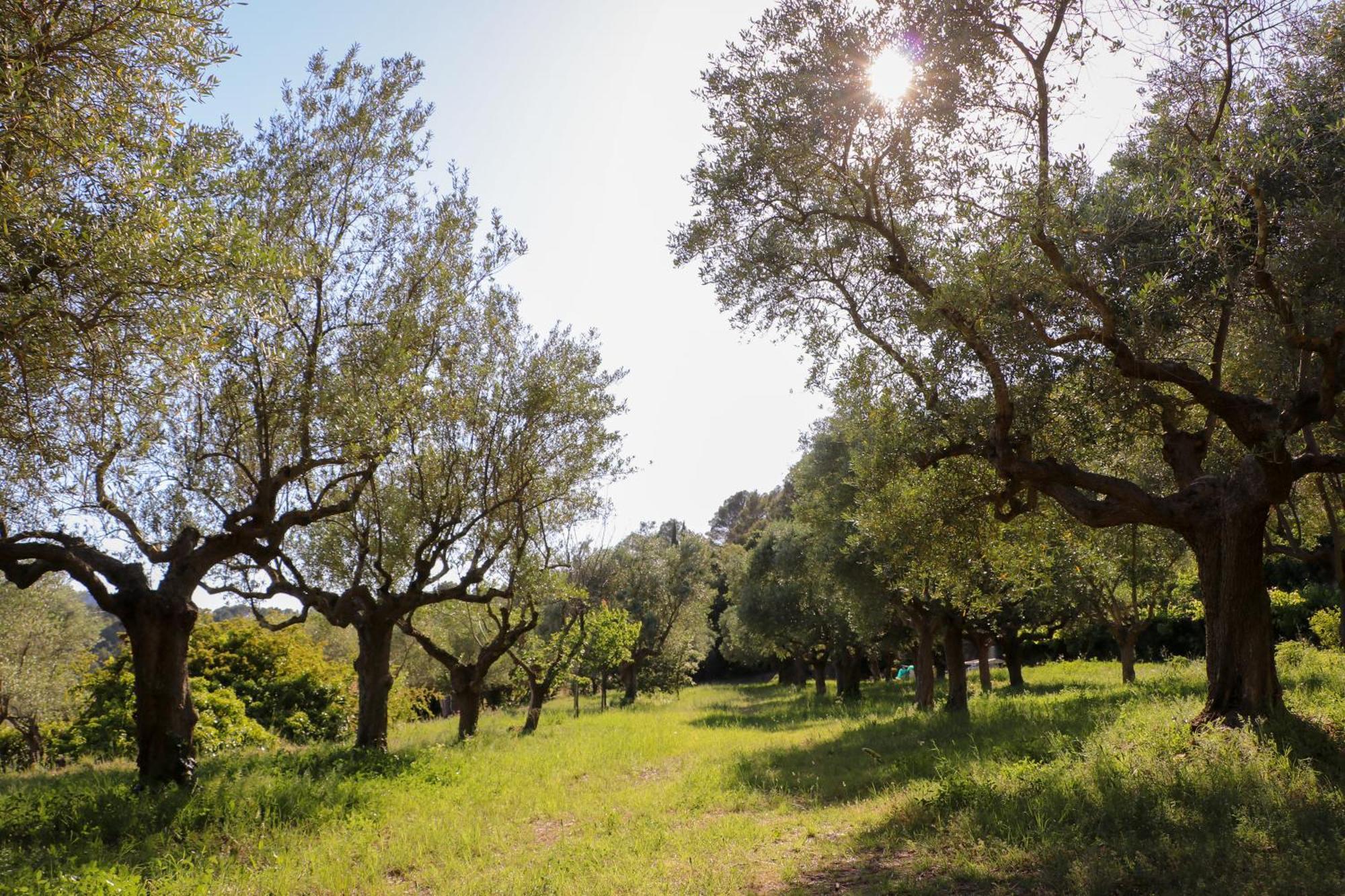 Gites De La Villa Pergola Salernes Buitenkant foto