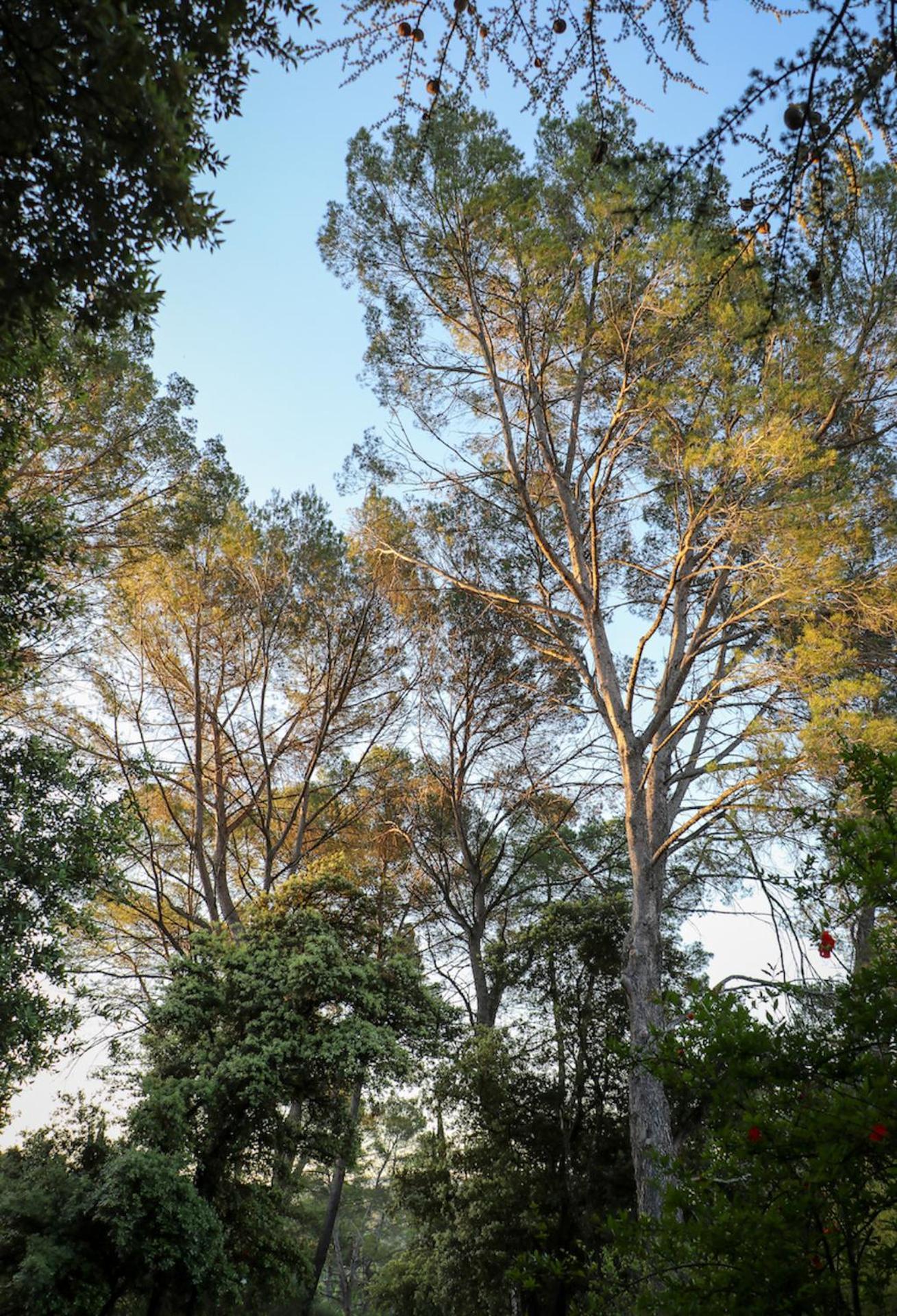 Gites De La Villa Pergola Salernes Buitenkant foto